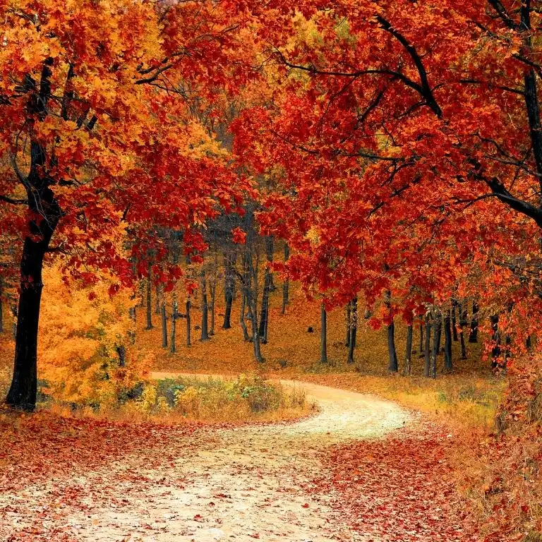 What Do Trees Do in Autumn Riddle