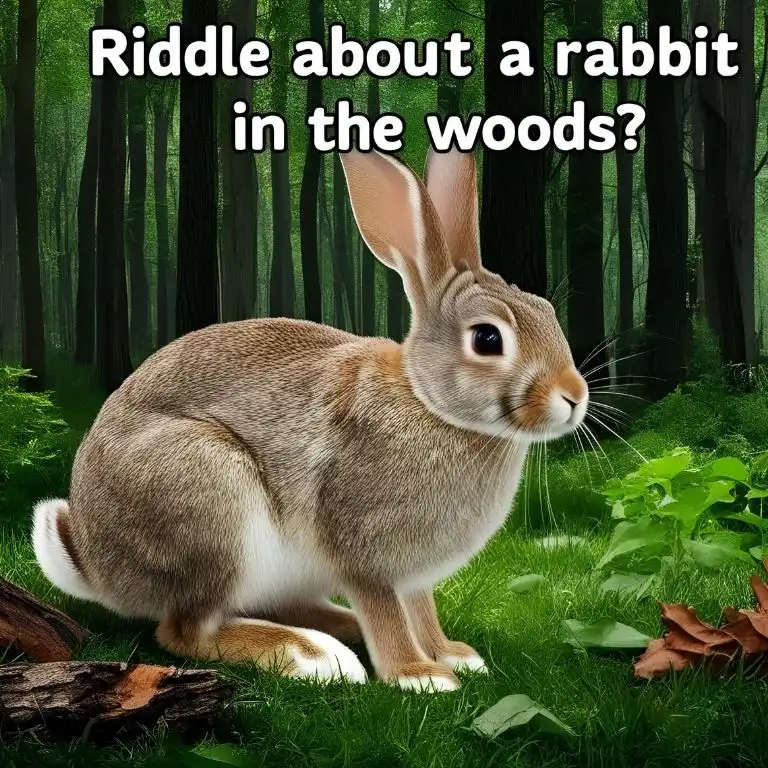 riddle about a rabbit in the woods
