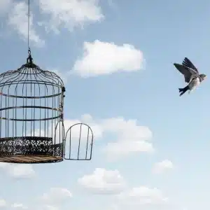 80+ Short Quotes About Freedom