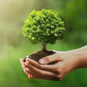 80+ Quotes About Trees and Life