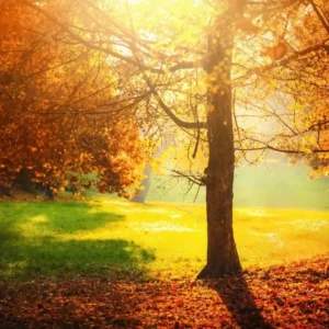 80+ Short Quotes for November