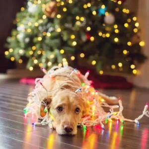 80+ Sad Christmas Quotes Short